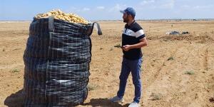 في إجازة عيد العمال.. "الزراعة" تتابع عمليات حصاد البطاطس في المناطق الخالية من العفن البني