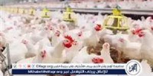 بورصة الدواجن.. أسعار الفراخ البيضاء اليوم الاثنين 5-5-2025 في قنا