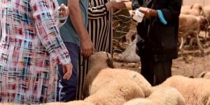 الفلاحون الصغار يطالبون بالدعم المالي المباشر لتعويض "خسائر الأضاحي"