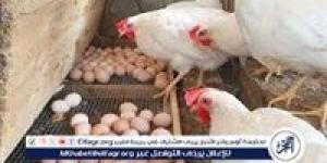 أسعار الفراخ البيضاء وأطباق البيض اليوم الجمعة الموافق 8-5-2028 بسوهاج