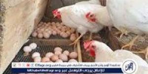بورصة الدواجن.. تعرف على اسعار الدواجن اليوم السبت الموافق 10-5-2025 فى سوهاج