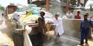 محافظ سوهاج توريد 130 ألف طن قمح منذ بدء موسم التوريد بزيادة 20% عن العام الماضي