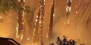 السيطرة على حريق النخيل بكورنيش مصر القديمة