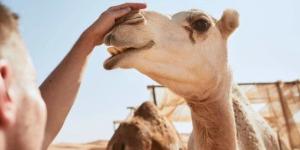ما هي متلازمة الشرق الأوسط التنفسية؟.. الصحة العالمية تحذر من هذه الأعراض