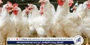 بورصة الدواجن.. أسعار الفراخ البيضاء اليوم الجمعة 15-5-2025 في قنا
