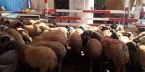 عيد الأضحى 2025.. موعد إطلاق شوادر الأضاحي