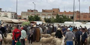شراء الأكباش ينتعش بالقصر الكبير
