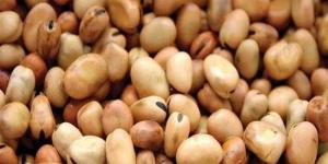 سعر الفول اليوم الأحد عند التاجر.. العريض النهاردة بكام