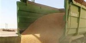 محافظ أسوان يتابع توريد 355 ألف و466 طن من القمح بالصوامع والشون