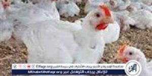 بورصة الدواجن.. أسعار الفراخ البيضاء اليوم الاثنين 26-5-2025 في قنا