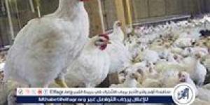 أسعار الفراخ البيضاء اليوم الثلاثاء 27-5-2025 في الدقهلية