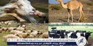 عيد الأضحى المبارك.. تعرف على أسعار الأضاحي 2025 العجول والأبقار والأغنام