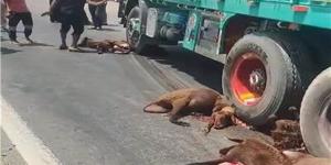 نفوق نحو 20 رأس أغنام في حادث على طريق طنطا كفر الشيخ الدولي
