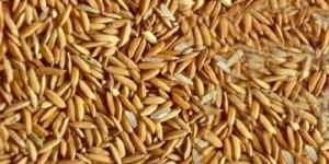 سعر طن الأرز الشعير اليوم الأحد 1 يونيو 2025