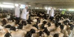 وزير الزراعة يتابع جهود البعثة البيطرية المصرية في موسم الهدي والأضاحي بالسعودية