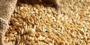 سعر طن الأرز الشعير اليوم الإثنين 16 يونيو 2025 في الأسواق