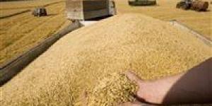 تراجع واردات مصر من القمح 30% خلال 2025