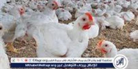 بورصة الدواجن.. أسعار الفراخ البيضاء اليوم الاحد 4-5-2025 في قنا