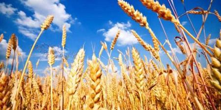 سعر طن القمح اليوم الأحد عند التاجر.. الأردب بكام