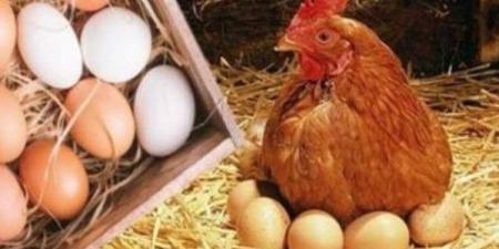 تراجع أسعار الدواجن اليوم الأربعاء.. ومفاجأة فى ثمن البانيه