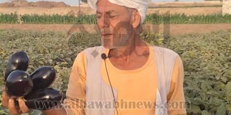 من 50 قرشًا للمزارع إلى 20 جنيهًا للمستهلك.. مزارعو الباذنجان في دلجا يواجهون خسائر فادحة وسط تحكم التجار في الأسعار.. والمزارعين: "رمينا المحصول للأغنام ومالقناش اللي يشتريه"