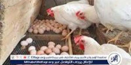 بورصة الدواجن.. تعرف على اسعار الدواجن اليوم السبت الموافق 10-5-2025 فى سوهاج