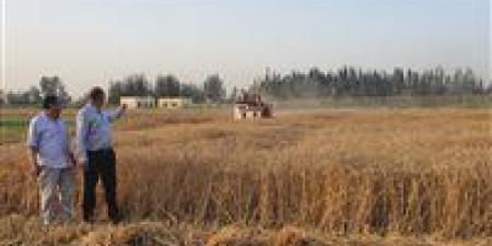 بدء موسم حصاد محصول القمح بمزارع جامعة دمنهور