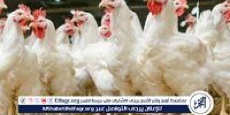 بورصة الدواجن.. أسعار الفراخ البيضاء اليوم الاربعاء 14-5-2025 في قنا