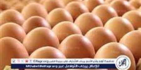 بورصة الدواجن.. أسعار الفراخ البيضاء اليوم الأربعاء 14-5-2025 في قنا