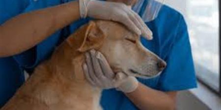 نقيب البيطريين الأسبق: الرفق بالحيوان يشمل الاهتمام بها نفسيًا