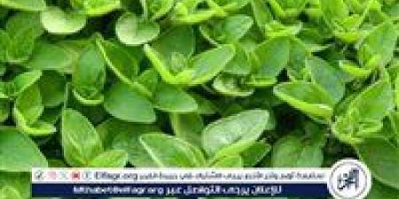 فوائد البردقوش لصحة الطفل وتقوية المناعة والجهاز الهضمي