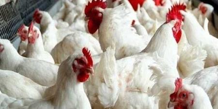 منتجي الدواجن ينفي شائعة تفشي أمراض وبائية