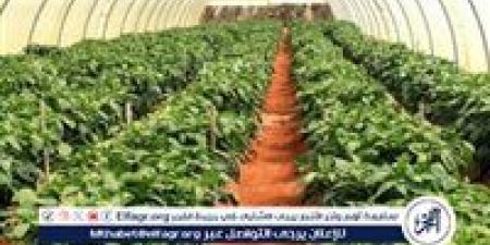 خبير: مشروع الصوب الزراعية في الفيوم طفرة إنتاجية تعادل 10 أضعاف الفدان التقليدي
