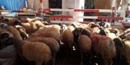 أعرف بكام| التموين تطرح خرافا وأبقارا حية للأضاحي استعدادًا للعيد