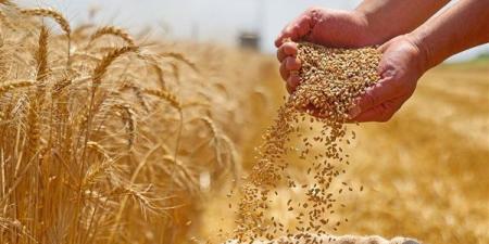 إيه حكاية الشركة الإماراتية اللي قلبة مصر اليومين دول