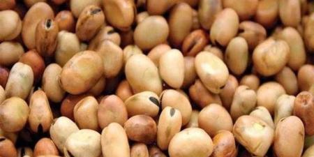 سعر الفول اليوم الإثنين عند التاجر.. العريض النهاردة بكام