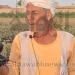 من 50 قرشًا للمزارع إلى 20 جنيهًا للمستهلك.. مزارعو الباذنجان في دلجا يواجهون خسائر فادحة وسط تحكم التجار في الأسعار.. والمزارعين: "رمينا المحصول للأغنام ومالقناش اللي يشتريه"