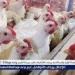 بورصة الدواجن.. أسعار الفراخ البيضاء اليوم الخميس 8-5-2025 في قنا