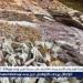 أسعار الأسماك اليوم الخميس الموافق 7-5-2025 في سوهاج