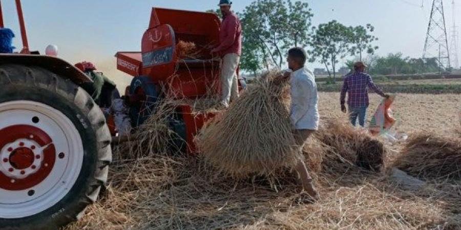 استلام 35 ألف طن من الأقماح المحلية منذ بداية موسم التوريد ببنى سويف