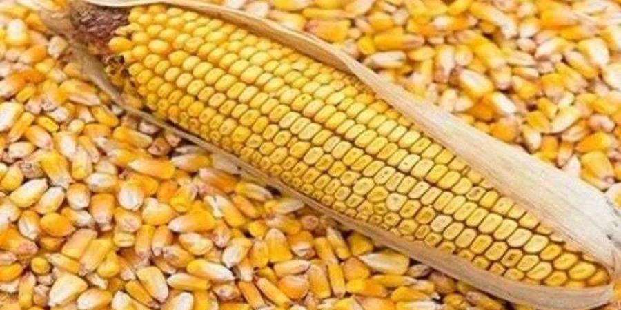أسعار الذرة الصفراء اليوم الأحد.. الطن عند التاجر بكام