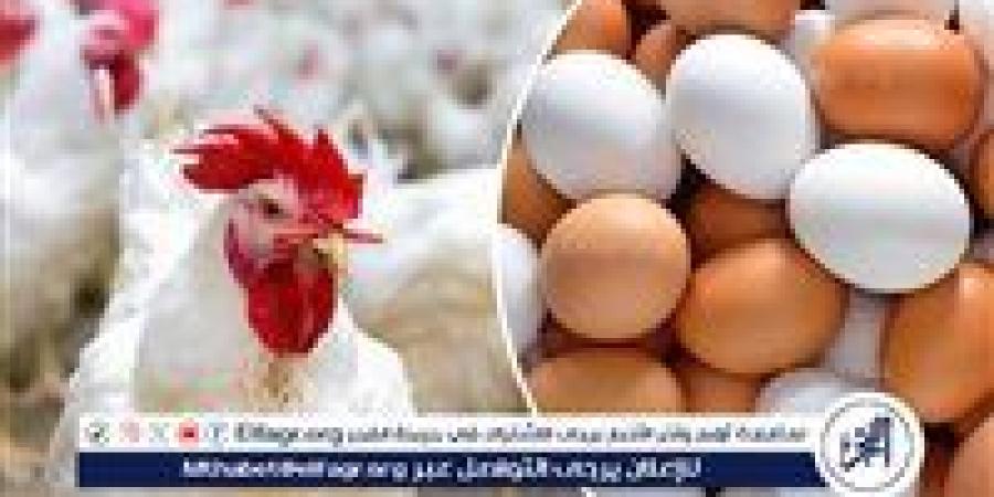 الإصلاح الزراعي يواصل دعم المواطنين والمزارعين.. طرح بيض بأسعار مخفضة