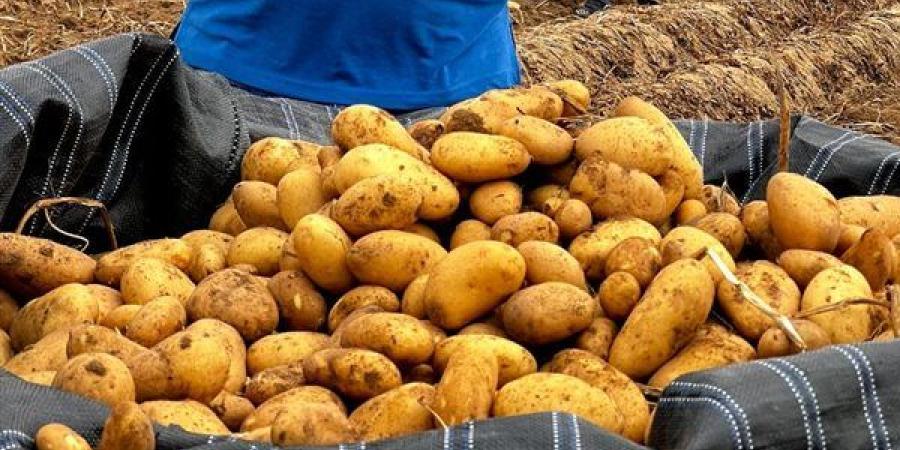أسعار البطاطس اليوم في سوق العبور 5-5-2025