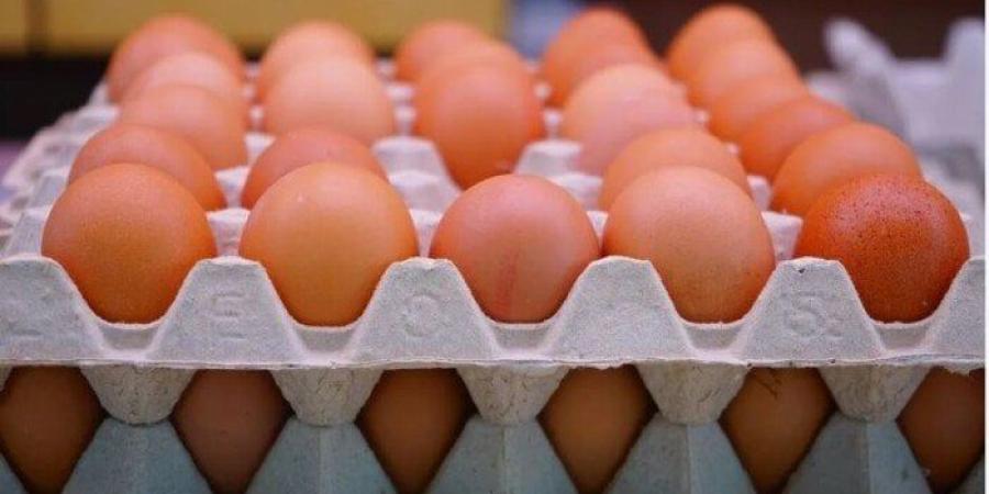 سعر كرتونة البيض اليوم الثلاثاء 6 مايو 2025.. الأحمر بـ 115 جنيهًا