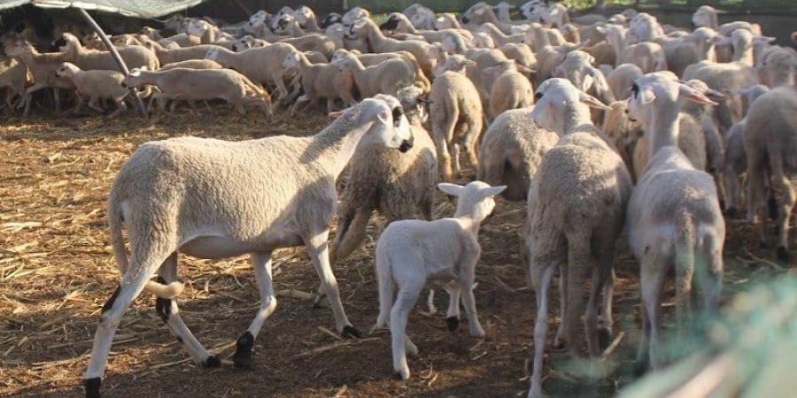 عصابة تتربص بالمواشي في شفشاون