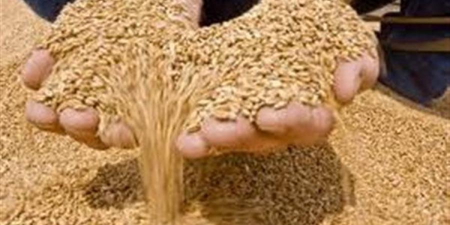 وزير التموين: توريد 1.5 مليون طن من القمح المحلي حتى الآن