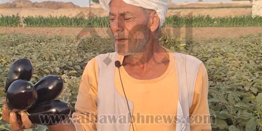من 50 قرشًا للمزارع إلى 20 جنيهًا للمستهلك.. مزارعو الباذنجان في دلجا يواجهون خسائر فادحة وسط تحكم التجار في الأسعار.. والمزارعين: "رمينا المحصول للأغنام ومالقناش اللي يشتريه"