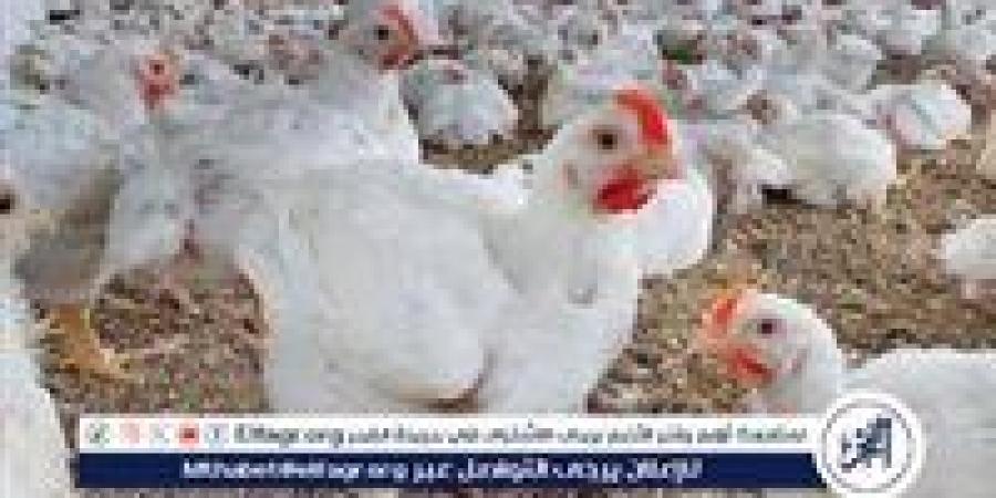 أسعار الدواجن البيضاء وأطباق البيض اليوم الخميس الموافق 7-5-2028 بسوهاج