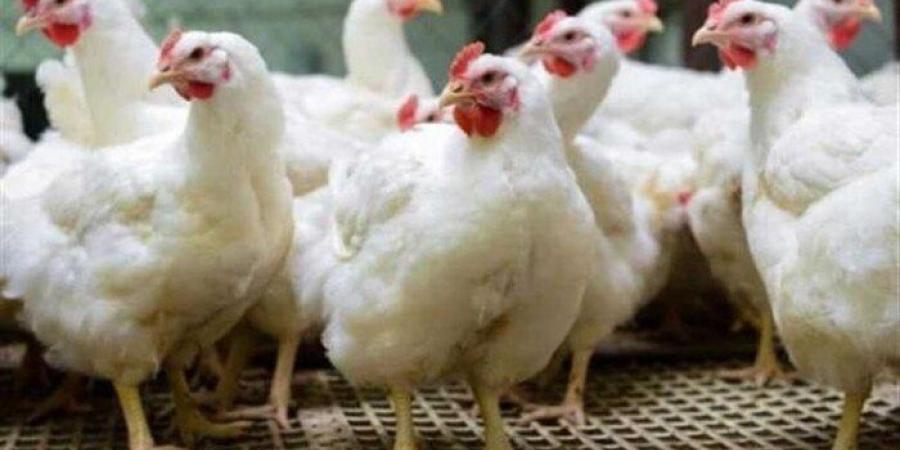 أسعار الفراخ اليوم الخميس 8 مايو 2025