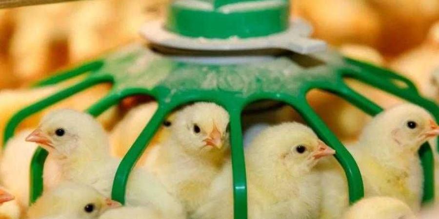 ارتفاع سعر الكتكوت الأبيض اليوم الخميس بالمزرعة.. وصل لكام
